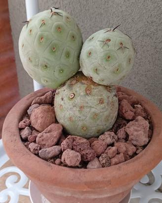 Tefrocactus 