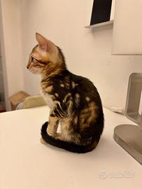 Cuccioli Gatto del Bengala marbled (Ben n 22)