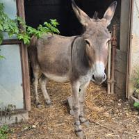 Asina amiata con documenti