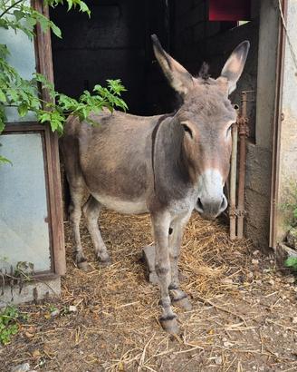 Asina amiata con documenti