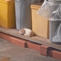 Cagnolina di due mesi
