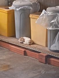 Cagnolina di due mesi