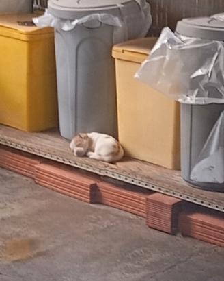 Cagnolina di due mesi