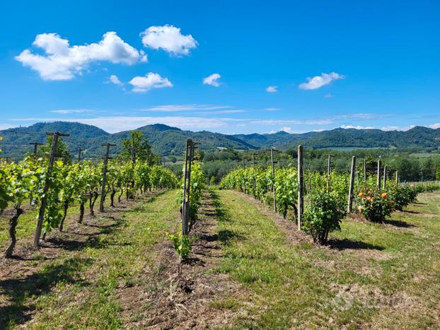 Mombello monferrato al cascina agriturismo e vigna