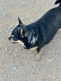 Chihuahua femmina 3 anni