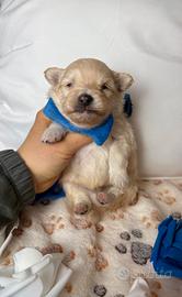 Spitz Toy cucciolo MASCHIO da adulto 2kg