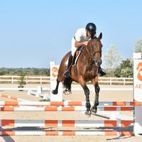 Cavalla Salto Ostacoli Anglo Araba