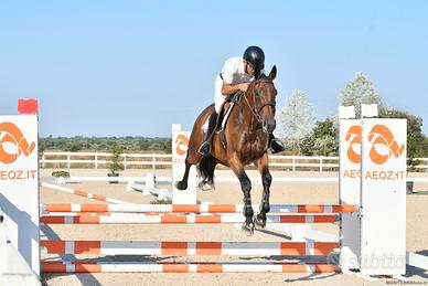 Cavalla Salto Ostacoli Anglo Araba