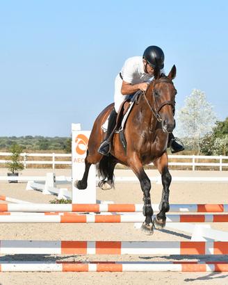 Cavalla Salto Ostacoli Anglo Araba