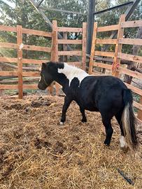 Pony