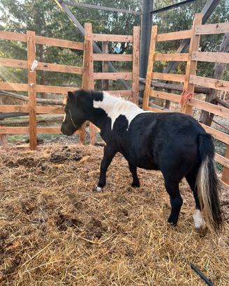 Pony