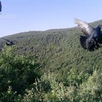 Piccioni volantini per caccia al colombaccio