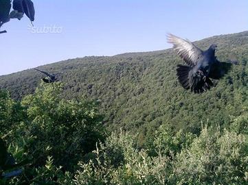 Piccioni volantini per caccia al colombaccio