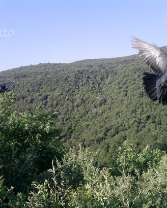 Piccioni volantini per caccia al colombaccio