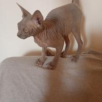 Sphynx