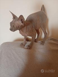Sphynx