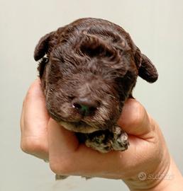 Cuccioli Lagotto romagnolo