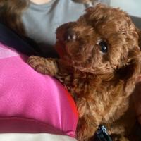 Barboncini pedigree enci italiano