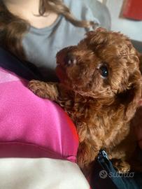 Barboncini pedigree enci italiano