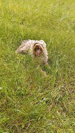 Cane da tartufo