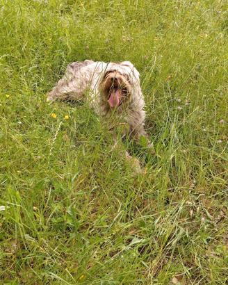 Cane da tartufo