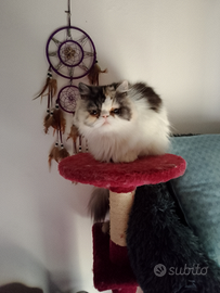 Femmina accoppiamento