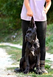 Alano nero maschio