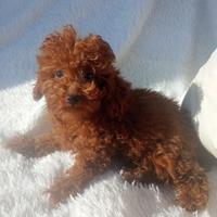 Barboncini toy con pedigree enci