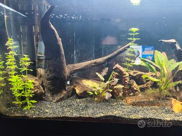 acquario