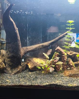 acquario