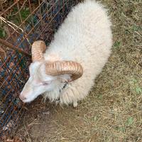 Montone razza d'Ouessant