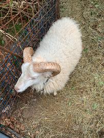 Montone razza d'Ouessant