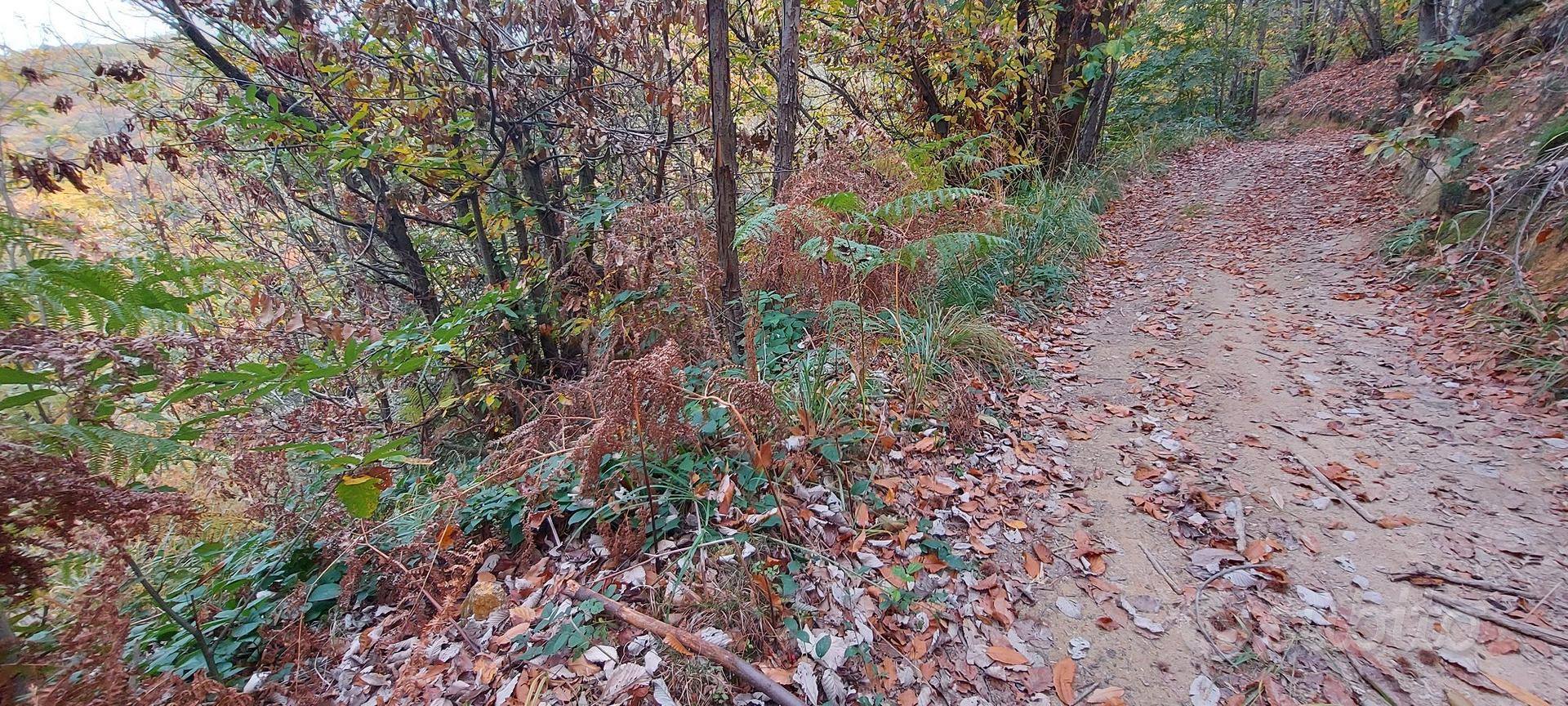 Terreno boschivo - Vista 4