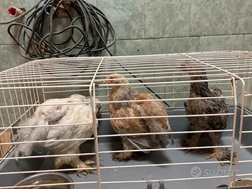 Galline Ornamentali e Ovaiole