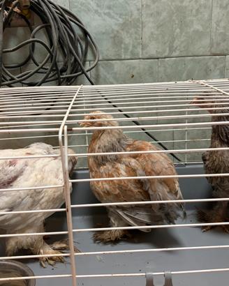 Galline Ornamentali e Ovaiole