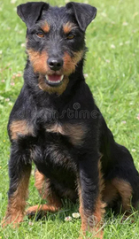 Giada terriero per caccia