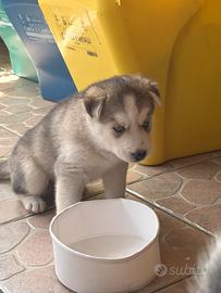 Cuccioli husky