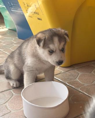Cuccioli husky