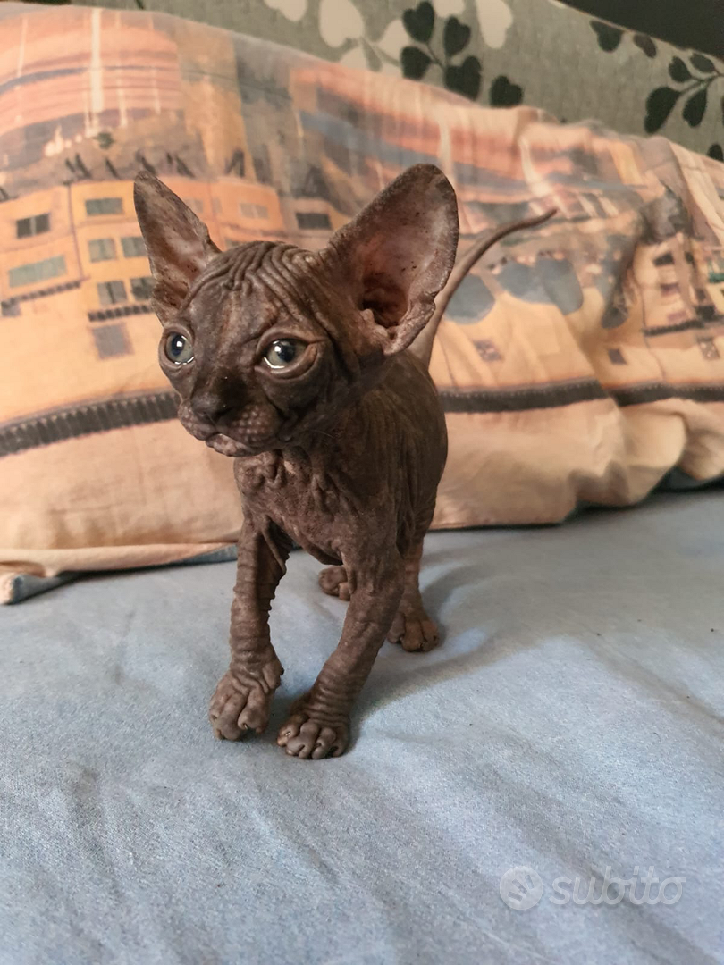 Sphynx gatta nuda - Animali In vendita a Vicenza