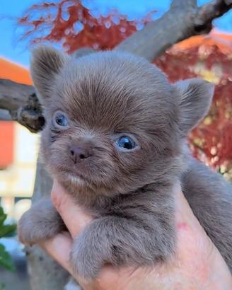 Chihuahua piccola femmina pelo lungo lilac