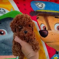 Barboncino mini toy red 2 MASCHI 2 FEMMINE