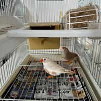 Coppia diamanti mandarino