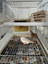 Coppia diamanti mandarino