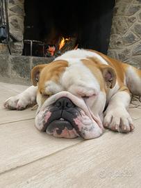Bulldog inglese