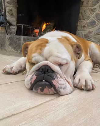 Bulldog inglese