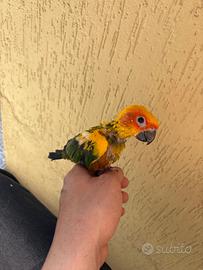 Pappagallo conuro del sole