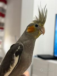 Calopsite allevato a mano