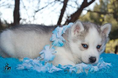 Syberian husky