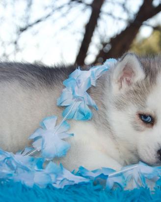 Syberian husky