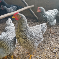 Galli e galline Amrock e Australorp